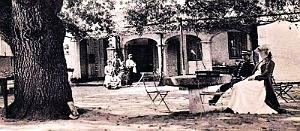 1901- Hammam-Meskoutine - Arbre gignatesque - Arcades du Salon2 